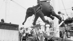The Tragic Story of Fritz the Elephant's poster