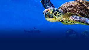 Turtle Odyssey's poster