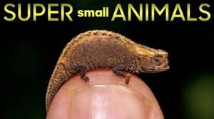 Super Small Animals's poster