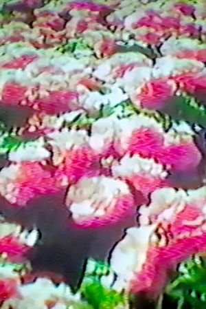 How Flowers Never Became A Food Group's poster