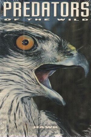 Predators of the Wild: Hawk's poster