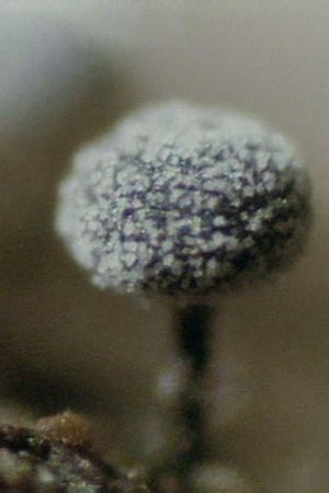 The Life History of True Slime Molds's poster