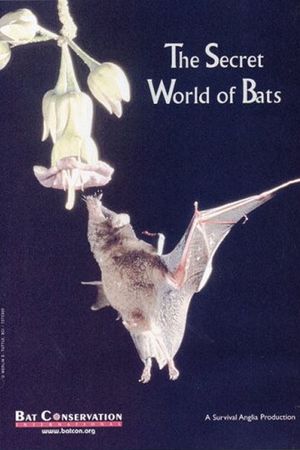 The Secret World Of Bats's poster