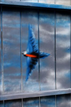 Spirit of the Bluebird's poster image