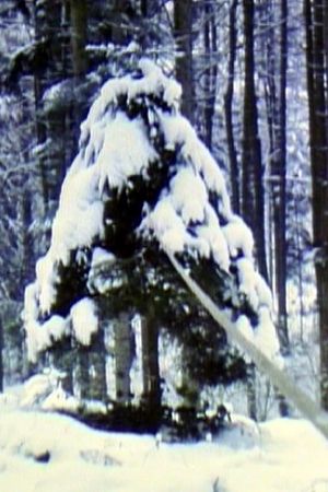 Pine Tree with Rubber Band's poster image