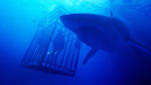 47 Meters Down's poster