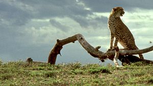 Cheetah's poster