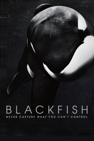 Blackfish's poster