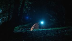 A Bear in the Woods's poster