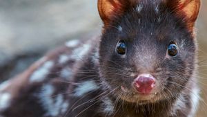 Quoll Farm's poster