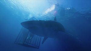 47 Meters Down's poster