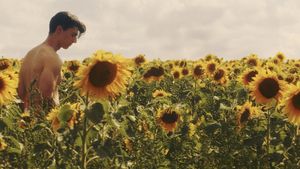 Sunflower's poster