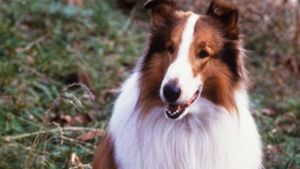 Lassie's poster