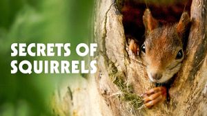 Secrets of Squirrels's poster