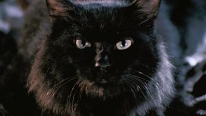 The Cat's poster