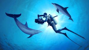 Diving with Dolphins's poster