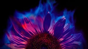 Fireworks's poster