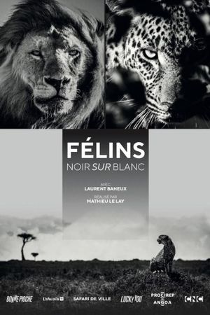 Félins, noir sur blanc's poster