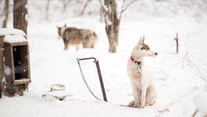 Sled Dogs's poster