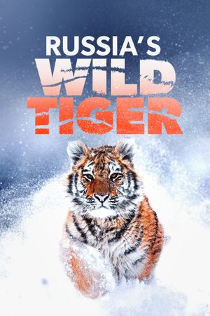 Russia's Wild Tiger's poster