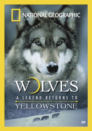 Wolves: A Legend Returns to Yellowstone's poster