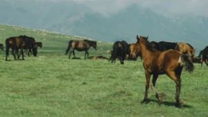The Herdsman's poster