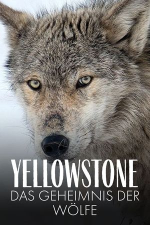 Yellowstone: The Mystery of the Wolves's poster
