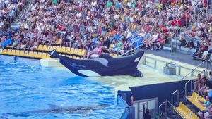 Blackfish's poster