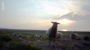 Sylt - Wellen, Wind und Watt's poster