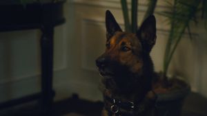 Max 2: White House Hero's poster