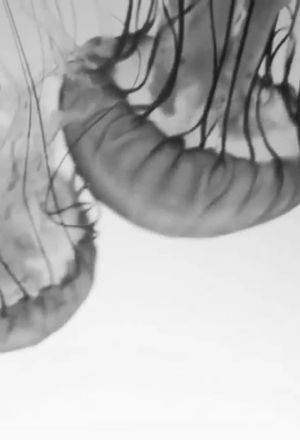 Anna and the Jellyfish's poster