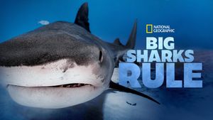 Big Sharks Rule's poster