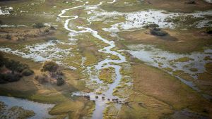 Into the Okavango's poster