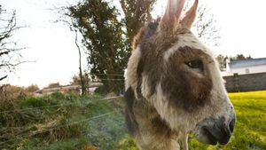 Do Donkeys Act?'s poster
