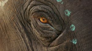 The Elephant Whisperers's poster