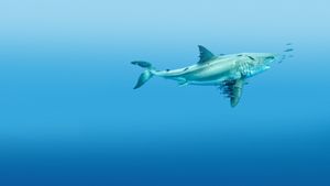 Most Wanted Sharks's poster
