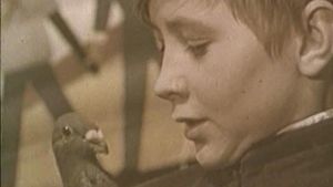 The Boy and the Pigeon's poster