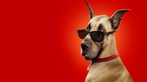 Marmaduke's poster