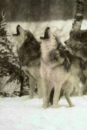 Wolf's poster