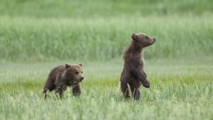 Bears's poster