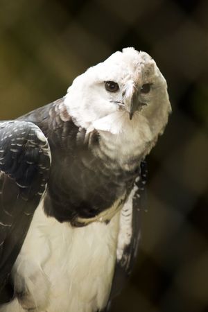 The Monkey-Eating Eagle of the Orinoco's poster