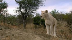 The White Lions's poster