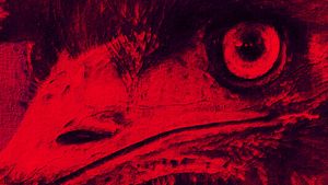 The Dark Emu Story's poster