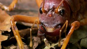 The World's Biggest and Baddest Bugs's poster