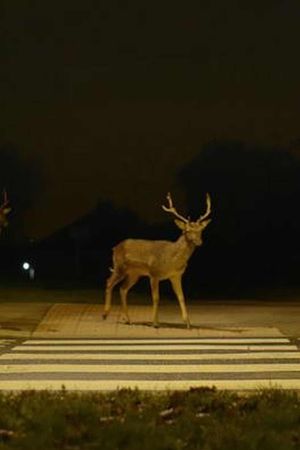 Canon: Urban Deer's poster