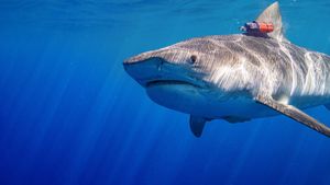 Maui Shark Mystery's poster