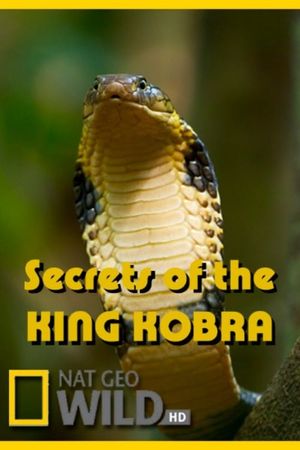 Secrets of the King Cobra's poster image