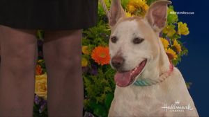The 2018 American Rescue Dog Show's poster