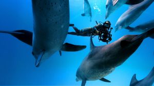 Diving with Dolphins's poster