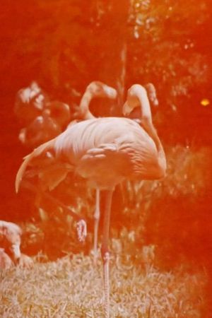 Sleeping Flamingo's poster
